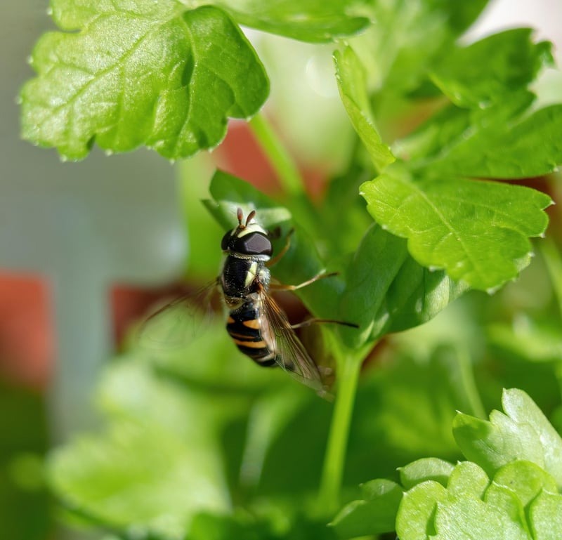 Beneficial insects