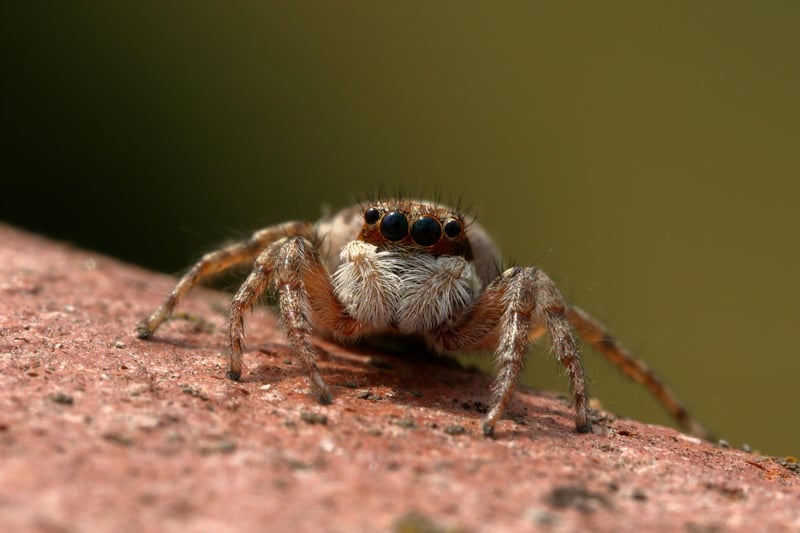 Beneficial Insects